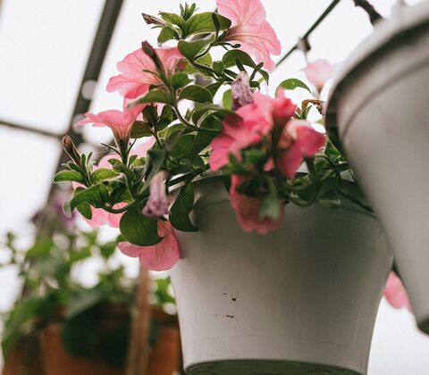 Vækstcubes 10 liter