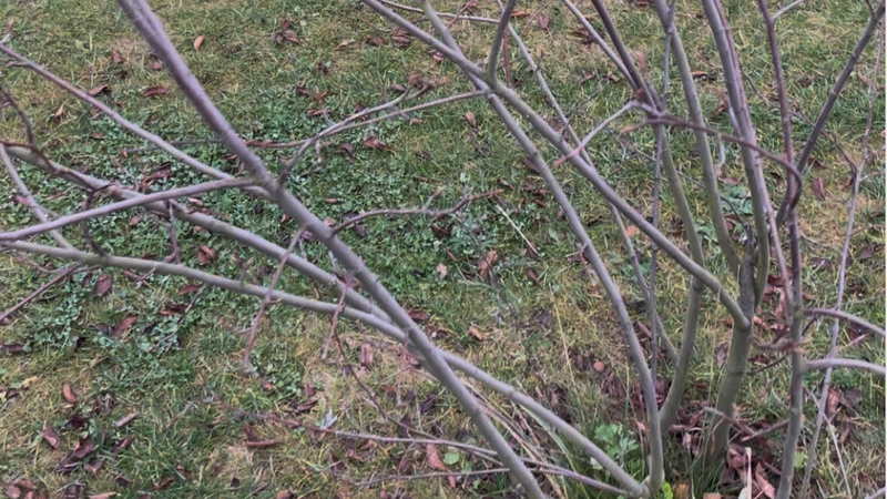 nyplantede buske sikker vækst