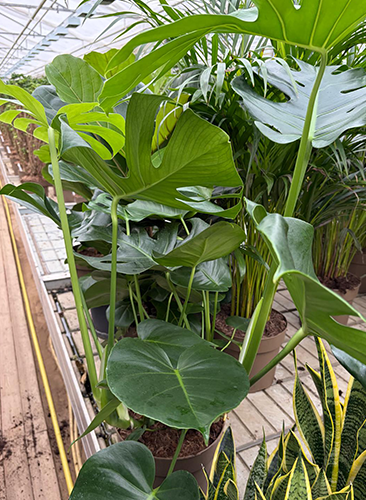 CUBES planter krukker