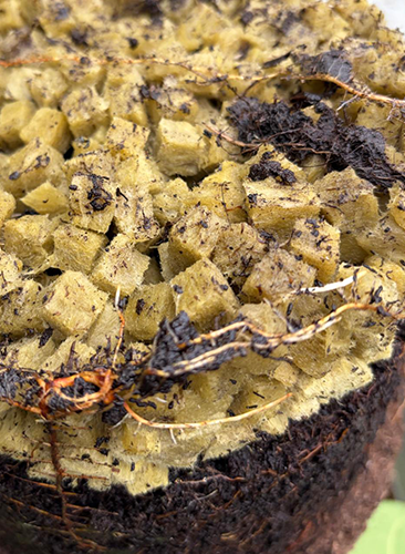 CUBES sundere potteplanter